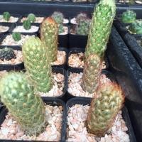 ราคา แมมนิ้วทอง นิ้วนาค กระบองเพชร แคคตัส Mammillaria elongata (6851132891)