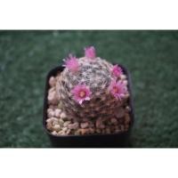 ราคา กระบองเพชร cactus แมมขนนกเหลืองดอกชมพู 005 (1232999163)