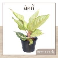 ราคา ต้นลัคกี้ ต้นโชคดี Lucky ตละกูลแก้วกาญจนา อโกลนีมา กระถาง 5-6 นิ้ว (22345180694)