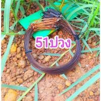 ราคา บ่วงดักนกกวักครืนดักนก (25901321965)