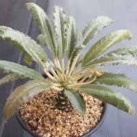 ราคา Cake Cactus Farm กระบองเพชร มะพร้าวทะเลทราย Dorstenia foetida (2214682374)