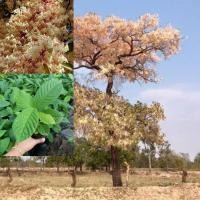 ราคา พยอมก้านแดง ไม้มงคลไม้เนื้อแข็ง ดอกสีขาวอมชมพูอ่อนสวยงาม ต้นเพาะเมล็ด ชุดละ 2 ต้น (28177849359)