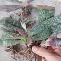 ราคา รองเท้านารีเหลืองปราจีน (24375753996)