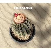 ราคา เมโลแคคตัส Melocactus (15775507184)