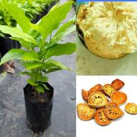 ราคา ต้นมะตูมไข่,มะตูมบ้าน/ซื้อ 5แถม1ถุง/ผลสุกเนื้อนุ่มหอมรสหวานอร่อย ผลดิบหั่นตากแห้งต้มดื่มบำรุง (24965144283)