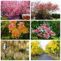 ราคา (จำหน่าย เมล็ด) ต้นคูน ดอกคูณ คูณ ** ซากุระ เมืองไทย กัลปพฤกษ์ ราชพฤกษ์ huawan (7253470789)