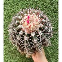 ราคา พร้อมส่งแคคตัสเมโลหมวกขาว ไม้เมล็ดขนาดใหญ่ ออกดอก ออกฝักเยอะ หนามสวย Melocactus curvispinus (25676110514)