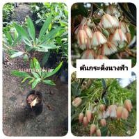 ราคา ต้นกระดิ่งนางฟ้า กระดิ่งนางฟ้า (29237105810)