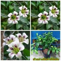 ราคา (ขาย ต้นพันธุ์) ต้น ดอก พุดลิลลี่ พุด ลิลลี่ ต้นพุดลิลลี่ เบนซ์/kanokwan (6861143885)