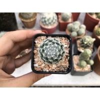 ราคา Mammillaria duwei แมมดูไวไร้หนาม (10825047886)