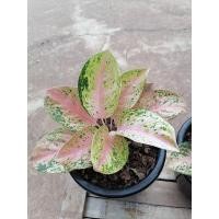 ราคา ❌❌หายาก❌❌อโกลนีมา (Aglaonema) โชคมงคล (9484646235)