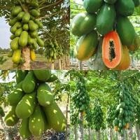 ราคา 30 เมล็ด เมล็ดมะละกอฮอลแลนด์ ของแท้100% (นิยมทานสุก รสชาติหวานหอมอร่อยมาก) (23560286135)