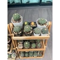 ราคา แคคตัสแอสโตรไฟลัม (41106102308)