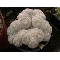 ราคา เมล็ด Mammillaria microthele แคคตัสสวยๆ ฟอร์มกอ (12013735750)