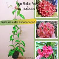 ราคา Hoya siariae red โฮย่ากระโปรงแดงไม้แขวนประดับ ส่งต้นติดดอก (6195596983)