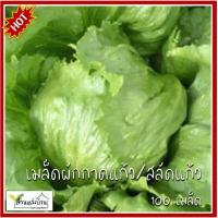 ราคา 100 เมล็ด ผักกาดแก้ว เมล็ดผักกาดแก้ว ผักสลัดแก้ว เมล็ดสลัดปลี สลัดปลี สลัดห่อ ผักกาดหอม (23546601897)
