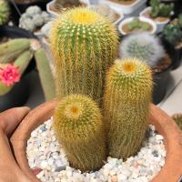 ราคา กระบองทองฟอร์มกอ | แคคตัส Cactus | กระบองเพชร (23978641484)