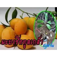 ราคา มะยงชิด 4 ต้น สายพันธุ์ทูลเกล้า ขนาดต้นที่จัดส่งสูง 25 ซม. ขึ้นไป เป็นต้นเสียบยอด พร้อมส่งถึงบ้าน (18116725593)