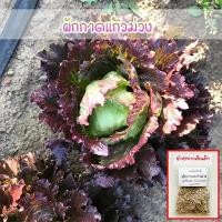 ราคา ผักกาดแก้วม่วง เมล็ดพันธุ์คุณภาพ ปลูกได้ทุกพื้นที่ โตไว 90-200 เมล็ด [ซื้อ 10 แถม 1 คละได้] (40260228601)