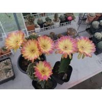 ราคา กระบองเพชร ไม้กราฟแคคตัส cactus Lobivia vs ton ไซส์ให้ดอกแล้ว (11253313060)