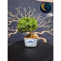 ราคา บอนไซจิ๋วแก้วแคระเกาะหิน กระถางเซรามิคญี่ปุ่น (29781604045)