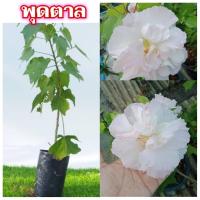 ราคา ขายต้น พุดตาน 1 ต้น (ทองอนันต์) (10154830326)