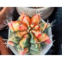 ราคา แคคตัสยิมโนหัวสี อ้วนส้ม (7646032394)