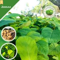 ราคา ต้นสักทอง↪️ขนาด 15-30 ซม.✅️ไม้ป่าเศรษฐกิจ #ไม้เฟอร์นิเจอร์ เสียหายระหว่างการขนส่งเคลมฟรี❗❗ (16698392596)