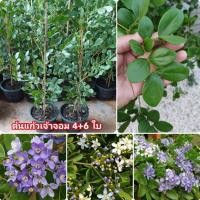 ราคา ต้นแก้วเจ้าจอมลูกผสม 4 + 6 ใบ (16018962644)