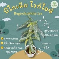 ราคา บีโกเนียไวท์ไอซ์ begonia whiteice /snow wings บีโกเนียลายจุด (15348631938)