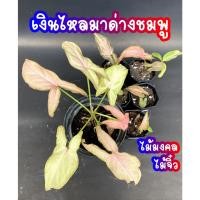 ราคา เงินไหลมา ด่างชมพู สวยๆ ถูกๆ เงินไหลมาชมพู ไม้มงคล เลือกได้ Syngonium Pink Splash (17340078360)
