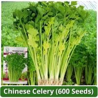 ราคา เมล็ดพันธุ์ ขึ้นฉ่าย บรรจุ 600 เมล็ด เมล็ดคื่นฉ่าย ผักออร์แกนิก เมล็ดพันธุ์ผัก บอนไซ พันธุ์ผัก เมล็ดผัก เมล็ดพันธุ์พืช (26674190519)