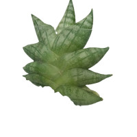 ราคา ไม้มงคล,ฉัตรเก้าชั้น,งาช้างแคระบอลเซล (Sansevieria boncellensis) (19150700021)
