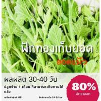 ราคา เมล็ดพันธ์ุ ฟักทองเก็บยอด ฟักทองยอดแม้ว ฟักทอง (ซื้อ 10 แถม 1 คละอย่างได้) (11413240215)