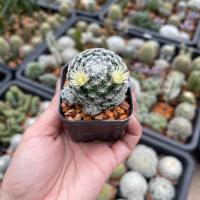ราคา แมมดูไวไร้หนาม Mammillaria duwei ฟอร์มกอ (42761588696)