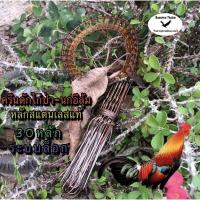 ราคา ครืนนกอีลุ้ม ครืนไก่ป่า บ่วนดักไก่ป่า บวนดักนกกวัก 30หลัก หลักสแตนเลสแท้ ระบบล็อก สีน้ำตาล (8825642048)