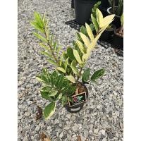 ราคา ต้นกวักมรกตด่างเหลือง (27708520950)