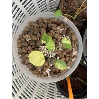 ราคา นางกวักใบโพธิ์ด่างทอง (20130681263)
