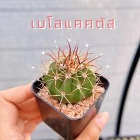 ราคา NEW❤️ เมโลแคคตัส กระบองเพชร แคคตัส cactus ไม้อวบน้ำ (23155918040)