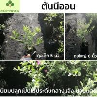 ราคา ต้นนีออนถุง 4 นิ้ว ชุดละ 100 ต้น ฟรีค่าส่ง (5647792341)