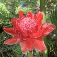 ราคา ดอกดาหลา(เซ็ต6ดอก-ตัดสด) ดอกดาหลาจริง ตัดสดจากสวน (25137281620)