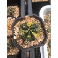 ราคา Damsii variegata แดมซิไอด่างกระจายสวย ชำหน่อ (24575004997)