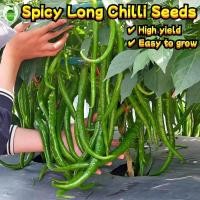 ราคา เมล็ดพันธุ์ พริกยาว (ปลูกง่าย50 เมล็ด/ซอง) High Yield Red Long Chili Seeds F1 Long Hot Pepper Seed เมล็ดพันธุ์ พริกโจลอง (26082745526)