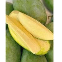 ราคา มะม่วงแดงจักรพรรดิ เขียวเสวย เพชรบ้านลาด ฟ้าลั่น ปลอดสารพิษ ห่าม/แก่จัด/สุก 1กก. (ไซส์ 2-5 ลูกโล) ตัดสดตามออเดอร์ (24727328613)