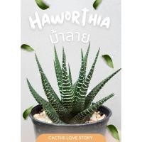 ราคา ฮาโวเทีย ม้าลาย (Haworthia)ไม้อวบน้ำ (26453020090)