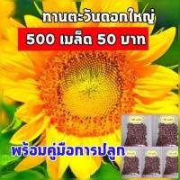 ราคา 500 เมล็ด เมล็ดดอกทานตะวันดอกใหญ่ แปซิฟิก อะควอร่า6 แบ่งขาย เมล็ดทานตะวันชมดอก เมล็ดดอกทานตะวัน (3331897353)