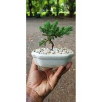 ราคา สนจูนิเปอร์ใบเล็กในกระถางสีขาว (7946062927)