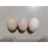 ราคา "ไข่เชื้อ" ไข่ไก่ชนยักษ์บราซิลแท้100% สายพันธุ์แท้แน่นอน (43111636175)