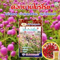 ราคา เมล็ดอวบอ้วน100%เมล็ดดอกบานไม่รู้โรย พิงค์ เลดี้ ปริมาณ90เมล็ด ตราภูเขาทอง เมล็ดพันธุ์ดอกบานไม่รู้โรย เมล็ดพันธุ์ดอกไม้ (23924125981)