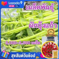 ราคา เมล็ดพันธุ์/**สุดคุ้ม** ผักบุ้งแก้ว เมล็ดพันธุ์ผักบุ้งแก้ว 3,000-3,500 เมล็ด ผักบุ้งเย็นตาโฟ เมล็ดพัธุ์ผัก ผักบุ้ง ปลูก (18660544824)